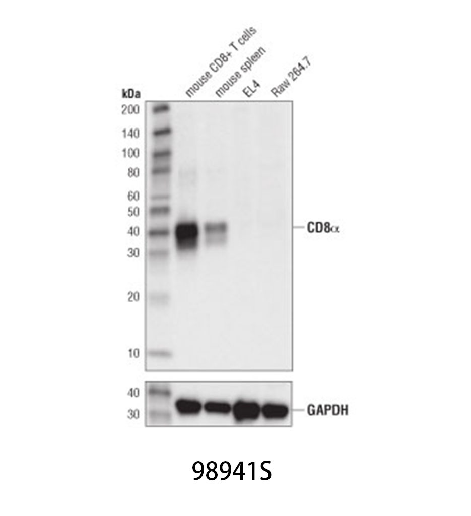 GSK-3β (D5C5Z) XP Rabbit mAb