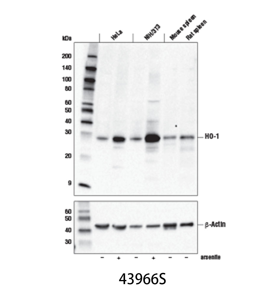 HO-1 (E3F4S) Rabbit mAb