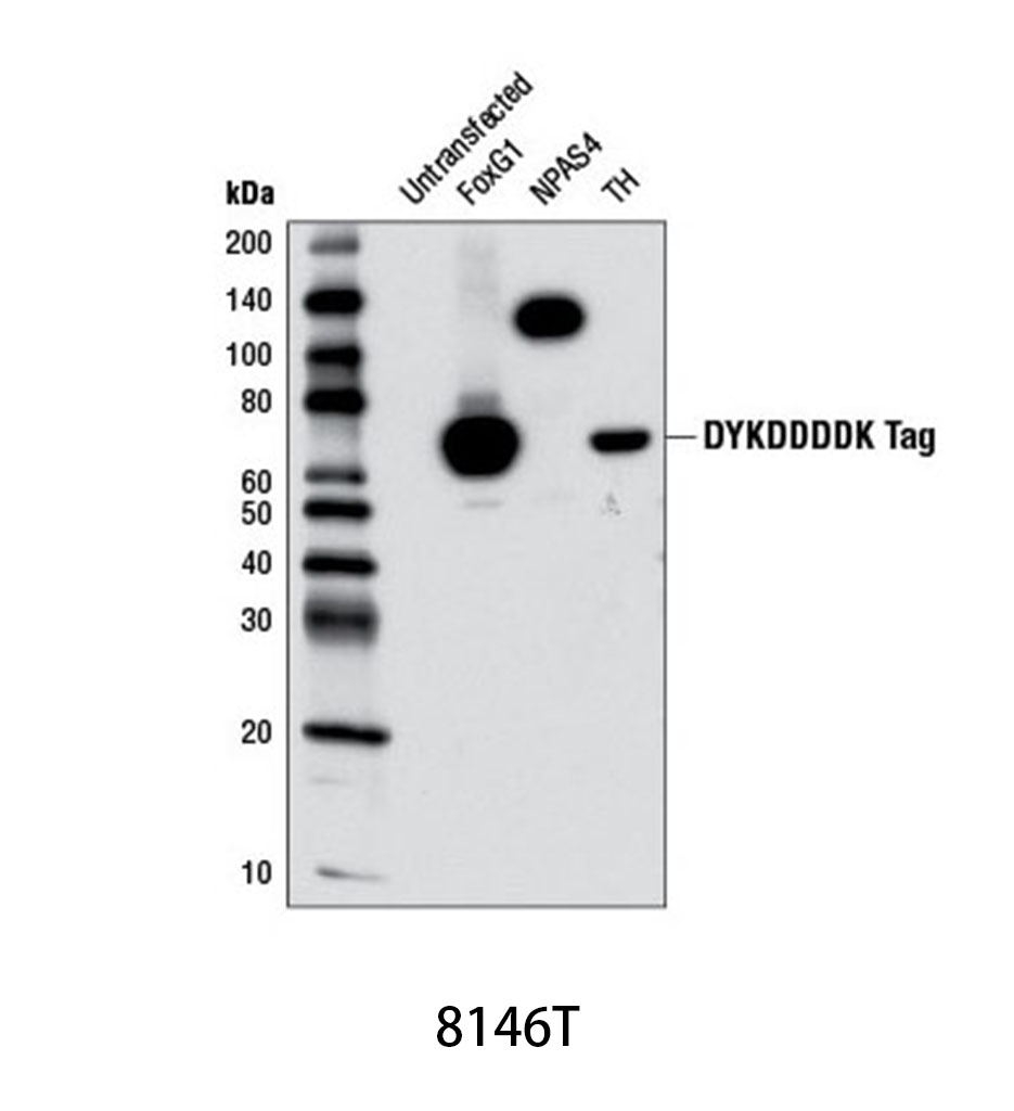 DYKDDDDK Tag (9A3) Mouse mAb (Binds to same epitope as Sigma's Anti-FLAG M2 Antibody)