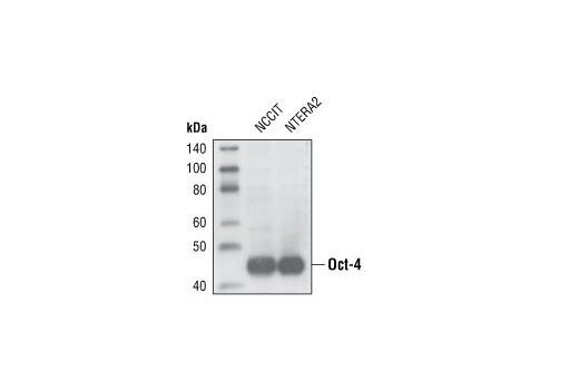 Oct-4 Antibody