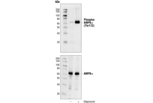 Phospho-AMPKα (Thr172) (40H9) Rabbit mAb