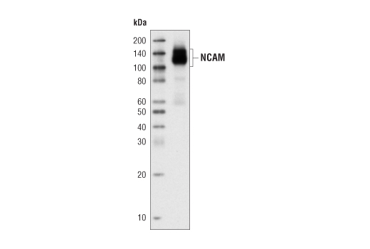 NCAM1 (CD56) (123C3) Mouse mAb