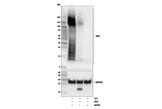 Poly/Mono-ADP Ribose (E6F6A) Rabbit mAb