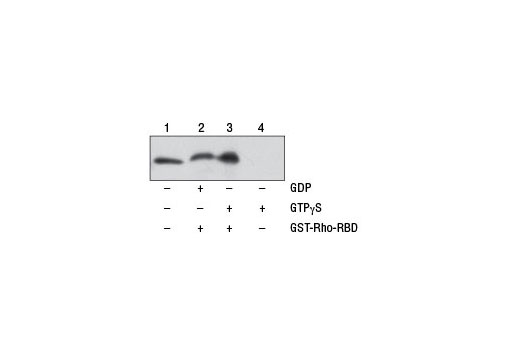Active Rho Detection Kit