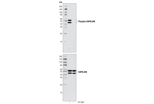 SAPK/JNK Control Cell Extracts