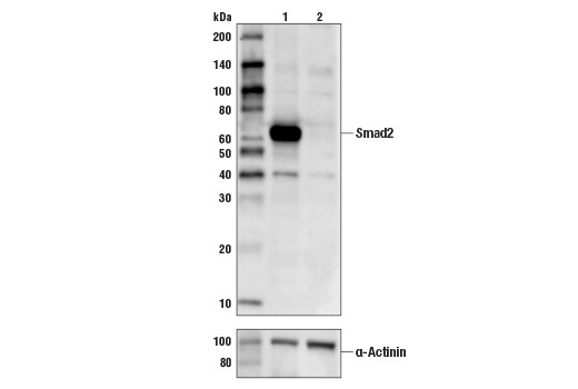 Smad2 (D43B4) XP Rabbit mAb
