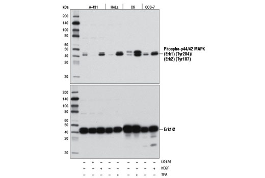 Phospho-p44/42 MAPK (Erk1) (Tyr204)/(Erk2) (Tyr187) (D1H6G) Mouse mAb