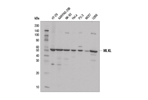MLKL (D2I6N) Rabbit mAb