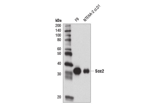 Sox2 (D1C7J) XP Rabbit mAb