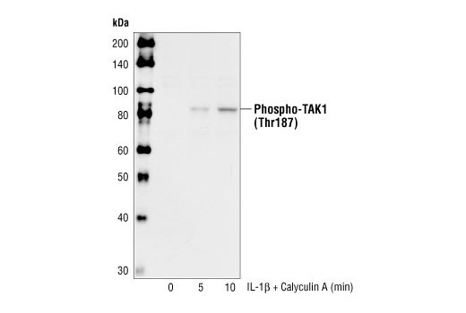 Phospho-TAK1 (Thr187) Antibody