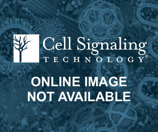 Mouse IgG (Magnetic Bead Conjugate)
