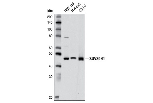 SUV39H1 (D11B6) Rabbit mAb