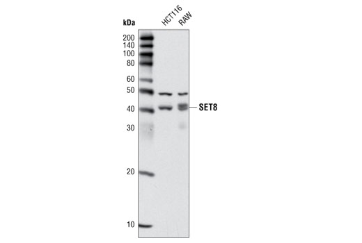 SET8 (C18B7) Rabbit mAb