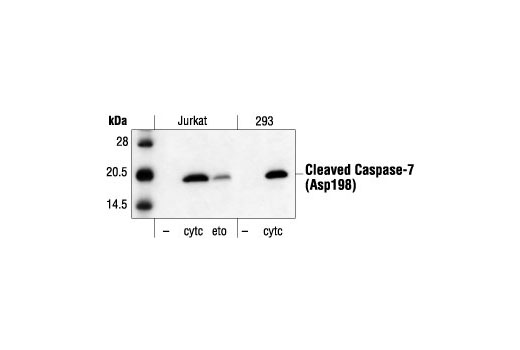 Cleaved Caspase-7 (Asp198) Antibody