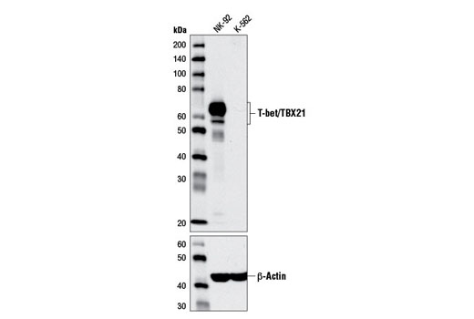 T-bet/TBX21 (D6N8B) XP Rabbit mAb