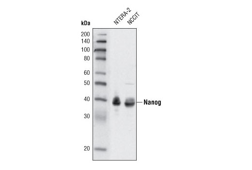 Nanog (1E6C4) Mouse mAb