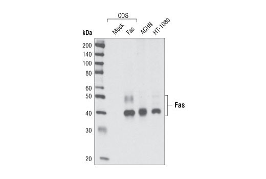 Fas (C18C12) Rabbit mAb