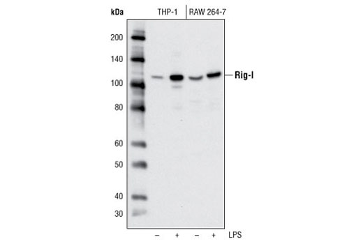 Rig-I (D14G6) Rabbit mAb
