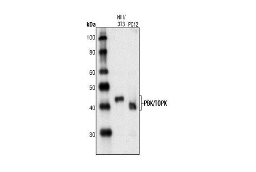 PBK/TOPK Antibody