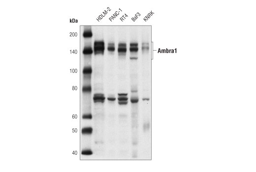 Ambra1 Antibody