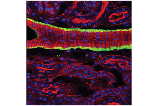 α-Smooth Muscle Actin (1A4) Mouse mAb (Alexa Fluor 488 Conjugate)