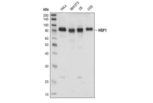 HSF1 Antibody