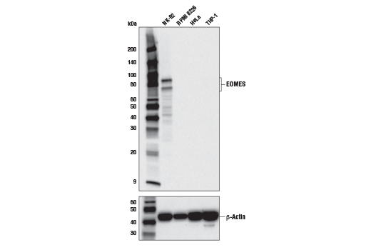 EOMES (D8D1R) Rabbit mAb