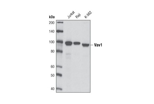 Vav1 (D45G3) Rabbit mAb
