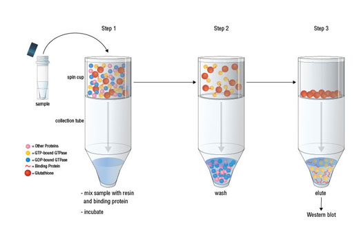 Active Cdc42 Detection Kit