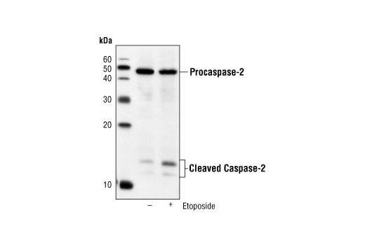 Caspase-2 (C2) Mouse mAb