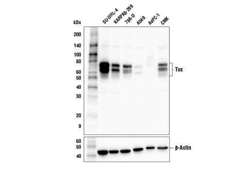 Tox Antibody