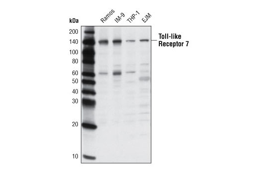 Toll-like Receptor 7 (D7) Rabbit mAb