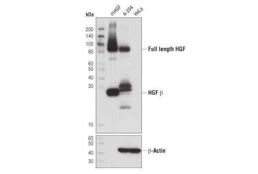 HGF β (D6S7D) XP Rabbit mAb