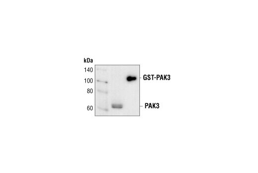 PAK3 Antibody
