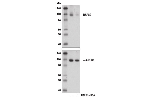 RAP80 (D1T6Q) Rabbit mAb