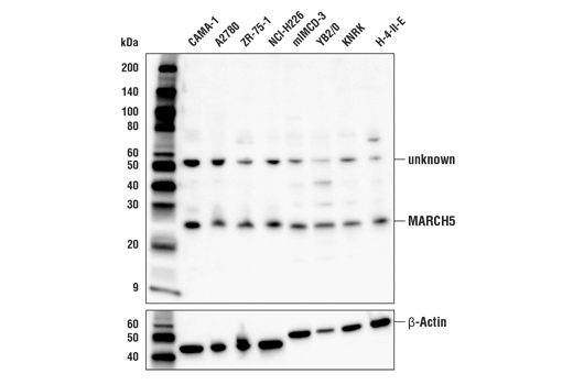 MARCH5 Antibody