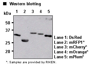 Anti-RFP mAb