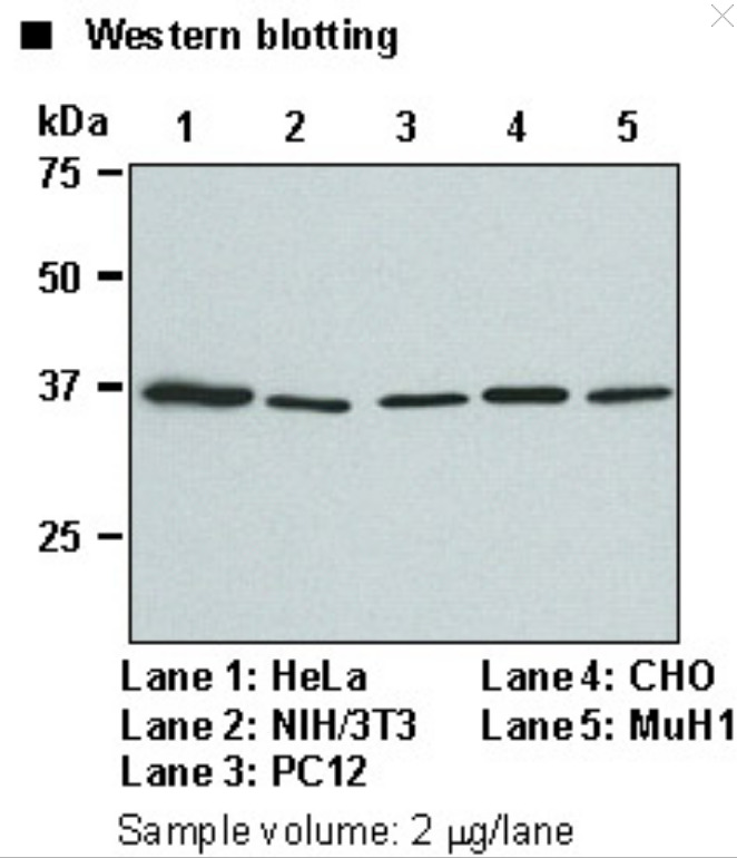 Anti-GAPDH mAb