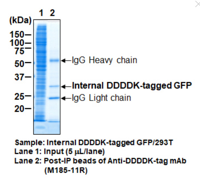 Anti-DDDDK-tag mAb-Magnetic Beads