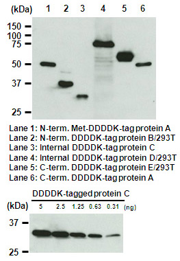 Anti-DDDDK-tag mAb
