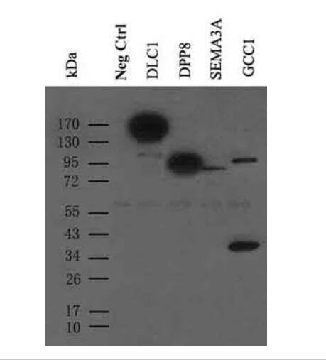 9E10, Anti-Myc Monoclonal Antibody (100 uL)