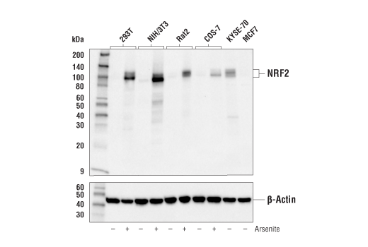 NRF2 (E5F1A) Rabbit Monoclonal Antibody