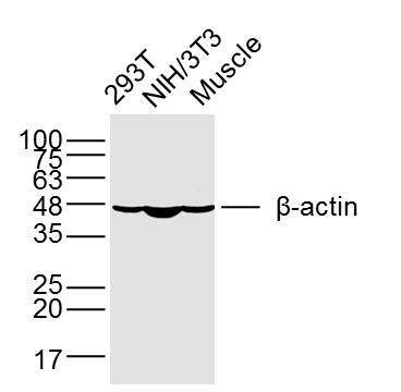 b-肌动蛋白/b-Actin（内参）单克隆抗体