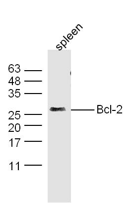 Bcl-2抗体