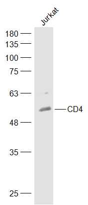 CD4抗体