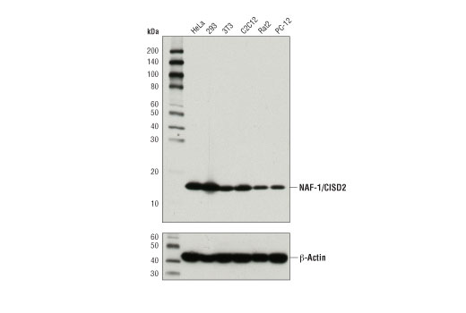 NAF-1/CISD2 (D4X4E) Rabbit mAb