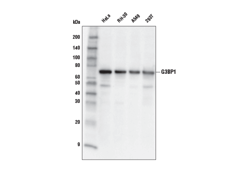 G3BP1 (E9G1M) XP Rabbit mAb