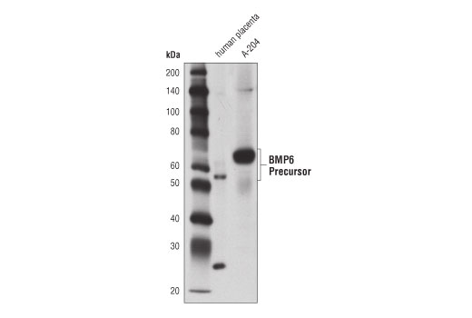 BMP6 (Precursor Specific) (D2V5Z) Rabbit mAb
