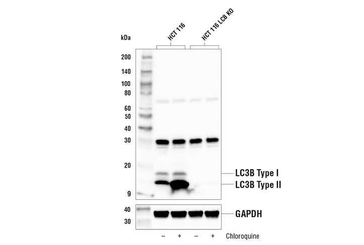 LC3B (E7X4S) XP Rabbit mAb
