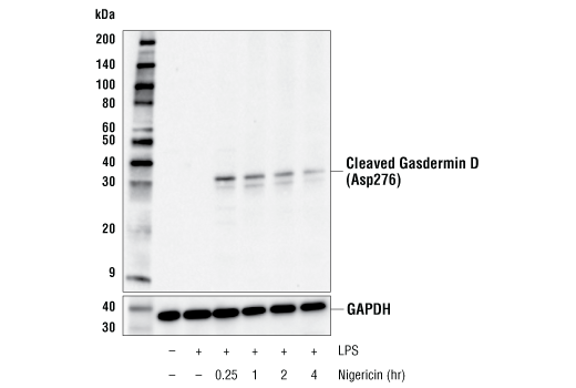Mouse Reactive Pyroptosis Antibody Sampler Kit